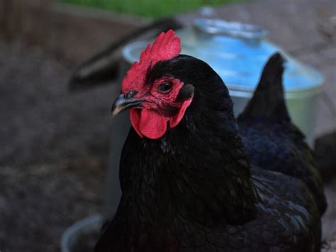 Australorp Chickens