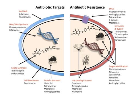 Antibiotic Action and Resistance | BioSerendipity