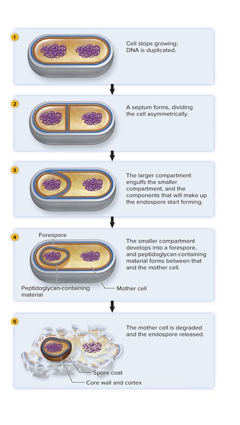 Spore Formation In Bacteria – Beinyu.com