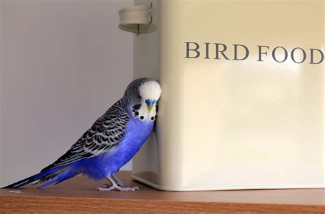 Budgies diet and everything you need to know | ThePerruches.com