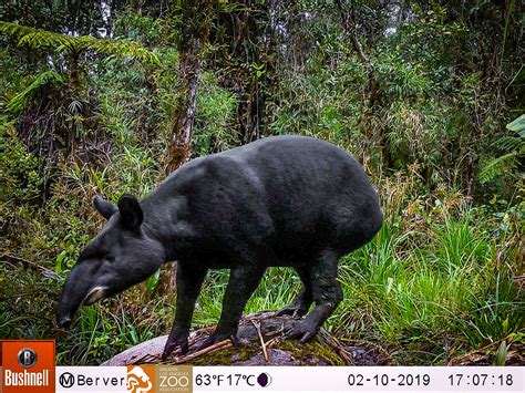 A sanctuary for the conservation of the mountain tapir - Mountain Tapir ...