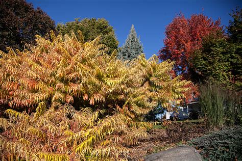 Tiger Eyes Sumac | Plant Addicts