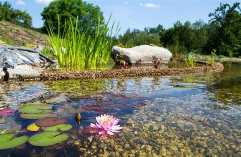 How To Create Your Own Natural Swimming Pool With Aquatic Plants?