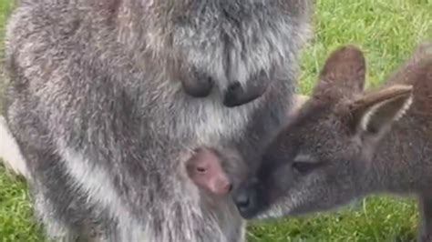 Baby wallaby pops its head out of its mother's pouch and says hello to ...