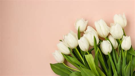 Earth White Tulip , White Tulips HD wallpaper | Pxfuel