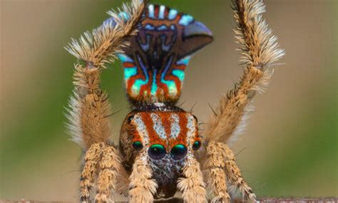 The Austrialian peacock spider goes viral | Magazine Articles | WWF