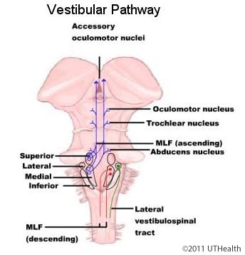 Neuroanatomy Online: Lab 6 - Auditory, Vestibular, Gustatory and ...