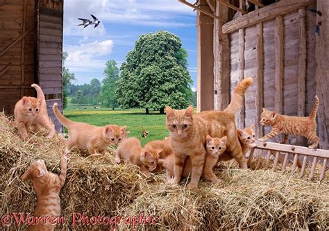 Cats in a barn jigsaw photo WP01333