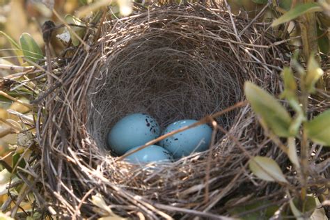 chipping sparrow eggs | tracey | Flickr