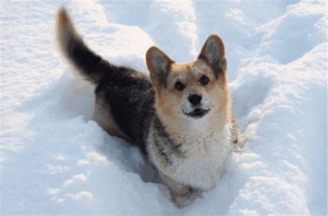 Dog Tail Wag GIF - Dog Tail Wag Cute - Discover & Share GIFs