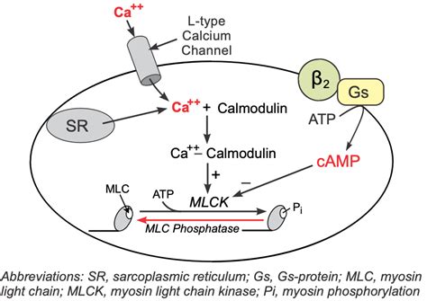 CV Pharmacology | Beta-Adrenoceptor Antagonists (Beta-Blockers)