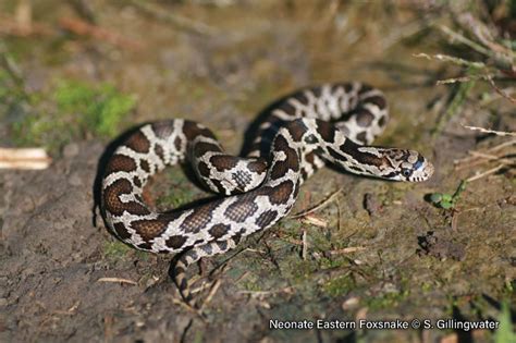 Eastern Foxsnake – Sydenham River Watershed