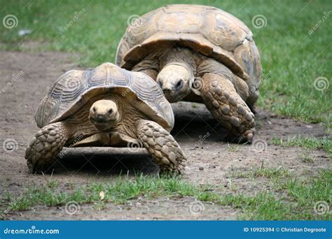 Couple of Turtles stock photo. Image of turtle, couple - 10925394