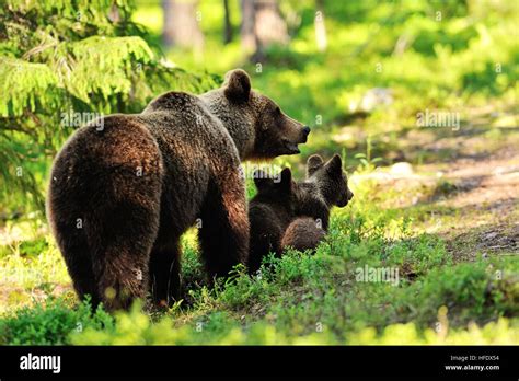 Brown bear with cubs in the forest Stock Photo - Alamy