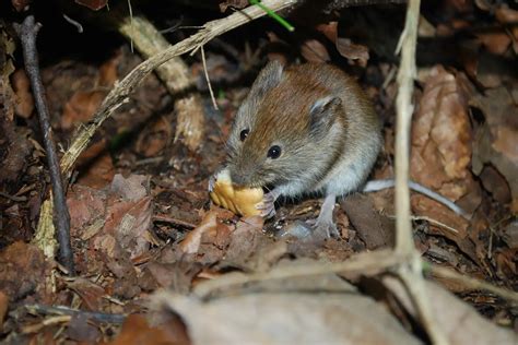 Do Mice Teeth Keep Growing? - Pet Mice Blog.co.uk