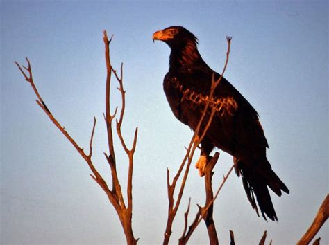 Wedge-Tailed Eagle Facts