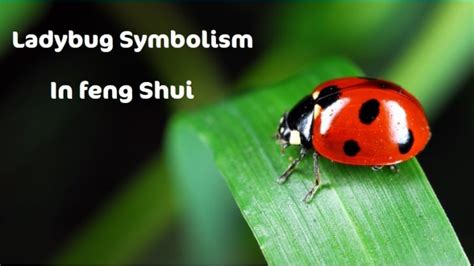 15 Ladybug Symbolism | Facts | Uses In Feng Shui