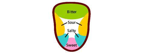 The Tongue Map Myth | How it originated and grew | Learnodo Newtonic