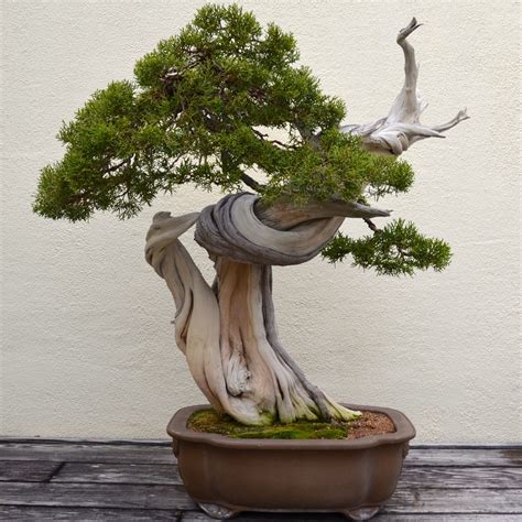 What Are Deadwood Bonsai Techniques? - Bonsai Tree Gardener