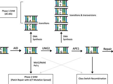 The DNA deamination model for AID activity in B cells. AID deaminates ...