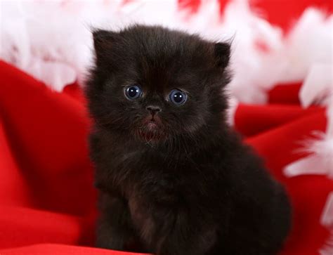 Black Persian Kittens | Black Persian Cats | Doll Face Persian Kittens