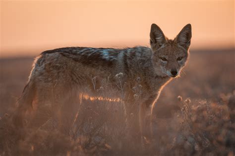 Black-Backed Jackal at Sunset | Sean Crane Photography