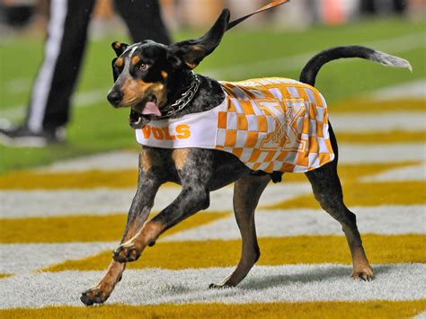 Tennessee's Smokey celebrates 61-year anniversary as mascot