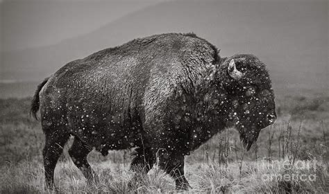 Bison in Snow Storm Photograph by Jami Bollschweiler | Fine Art America