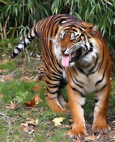 Sumatran Tiger Habitat