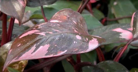 15+ Philodendron Pink Princess Care Questions and Answers