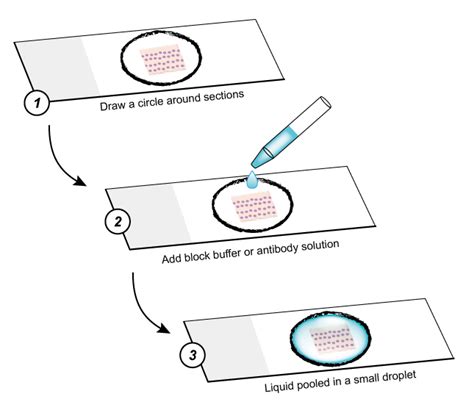 Immunofluorescence Protocol: Stick Section - Creative Diagnostics