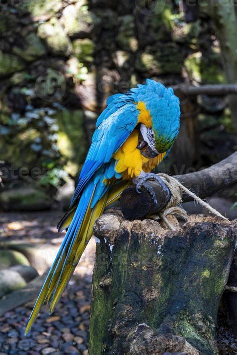 Ara ararauna Colorful of Scarlet macaw bird's feathers with red yellow ...