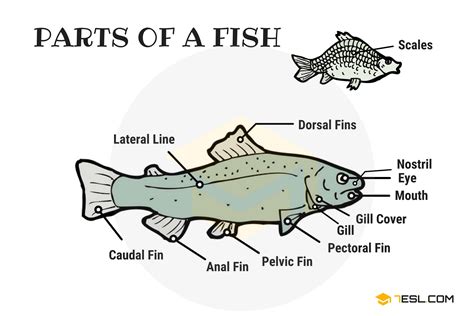 Fish Body Parts Diagram For Kids - ZANDER FISH Anatomy, Poster and ...