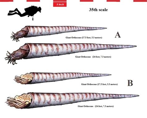 Creature's Dimensions - THE GIANT ORTHOCONE