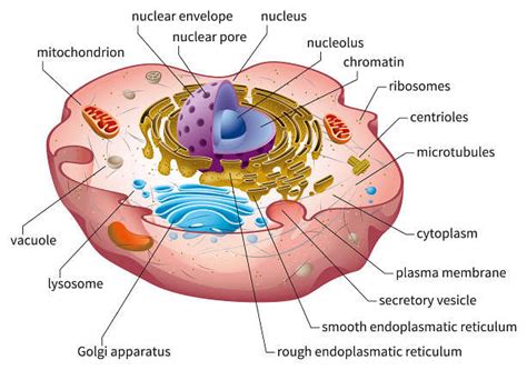 Cell Organelles: Definition, Types & Their Functions