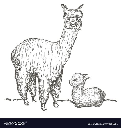 Alpaca and her cub sketch llama mama with baby Vector Image