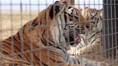 42 animals rescued from ‘Tiger King’ zoo in Oklahoma now at sanctuary ...