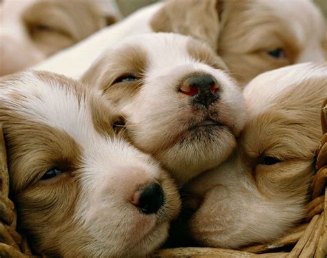 HD Dog Puppy Dogs Baby Image Gallery Wallpaper | Download Free - 141643