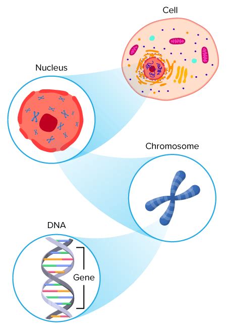 Which of the Following Enclose Their Dna in a Nucleus