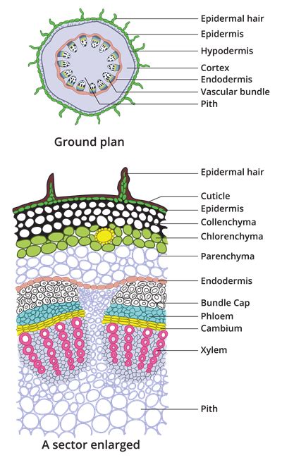 Internal structure of dicot stem (Sunflower) — lesson. Science State ...