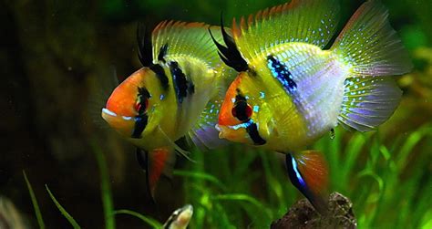 Freshwater Tropical Fish Care Beginners Guide - Tropical Fish Care