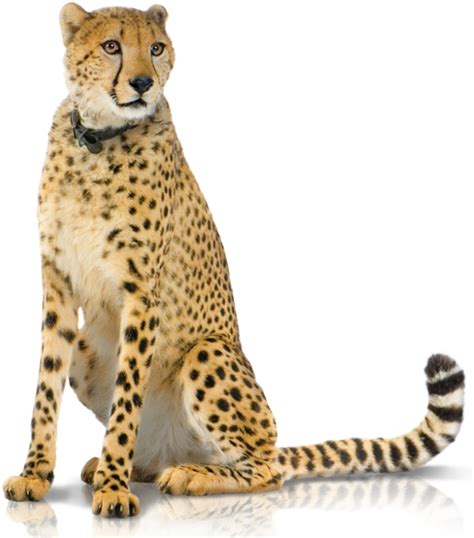 Cheetah PNG Image File | PNG All