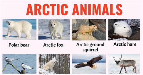 Animals That Live In The Arctic - Arctic Animals List With Pictures ...