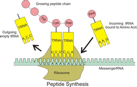 Translation in Biology | Steps & Process - Lesson | Study.com