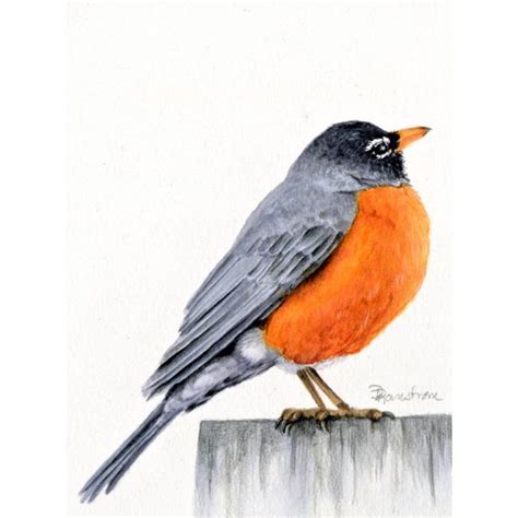 Robin Watercolor Painting - Diana Ranstrom Art