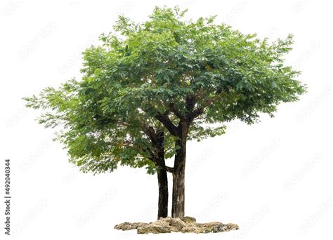 Samanea saman tree isolated on white(Samanea saman (Jacg.) Merr. Stock ...