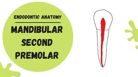 2nd Mandibular Premolar Root Canal Anatomy | Porn Sex Picture