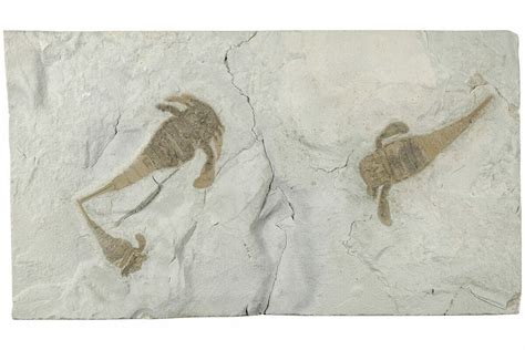 Three Sea Scorpion (Eurypterus) Fossils - New York (#236954) For Sale ...