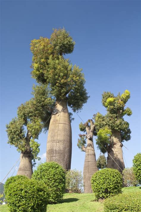 Australian Baobab Trees in Botanic Garden Stock Image - Image of ...