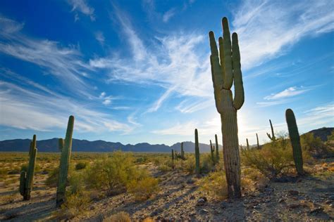 Sonoran Desert National Monument, Part One - Shawn Beelman Photography